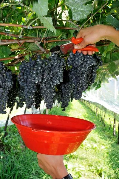 Hands harvesting blue grapes — Stock Photo, Image