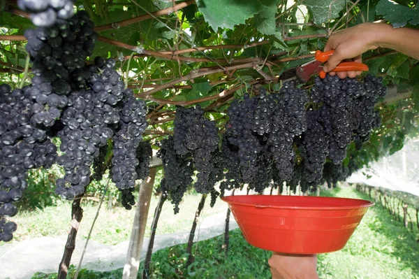 Manos cosechando uvas azules — Foto de Stock