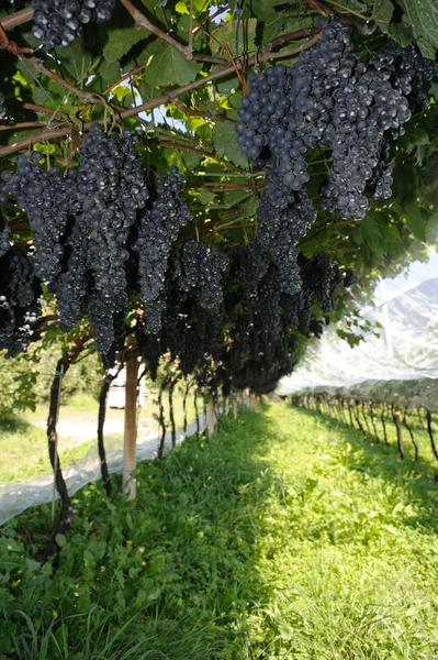 Um bando de uvas azuis frescas — Fotografia de Stock