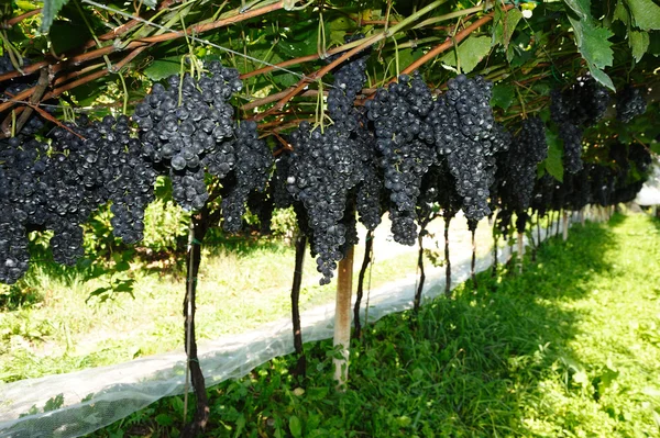 Виноградник з фіолетовим виноградом — стокове фото
