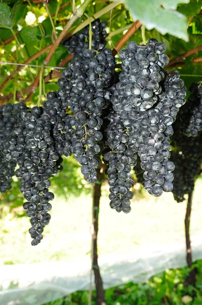 Um bando de uvas azuis frescas — Fotografia de Stock