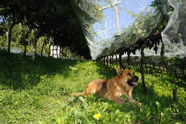 Hund i vingården — Stockfoto