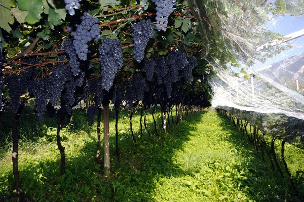Виноградник з фіолетовим виноградом — стокове фото
