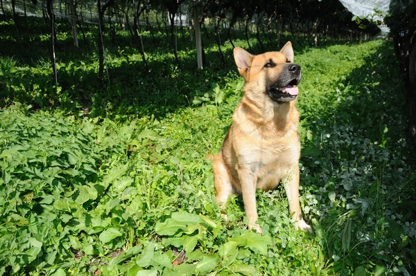 Hond in de wijngaard — Stockfoto