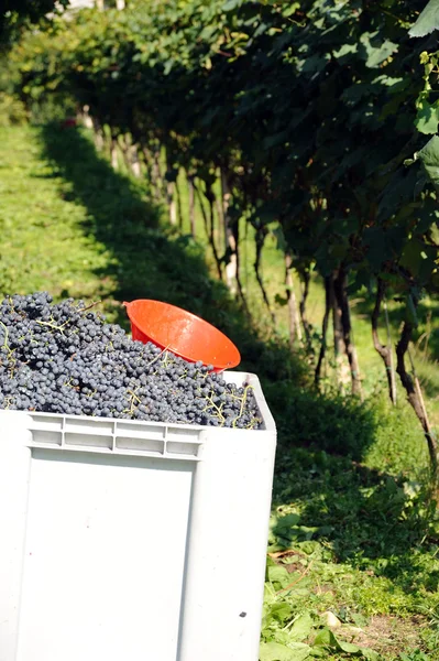 Uvas frescas azuis maduras numa caixa — Fotografia de Stock