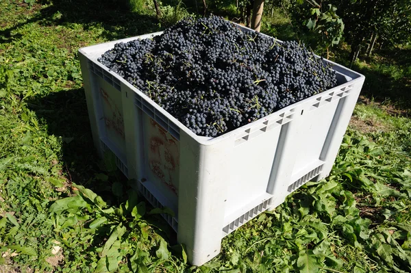 Bir kutu içinde taze mavi olgunlaşmış üzümler — Stok fotoğraf