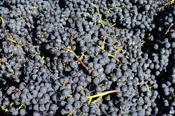 stock image Crop of blue grapes