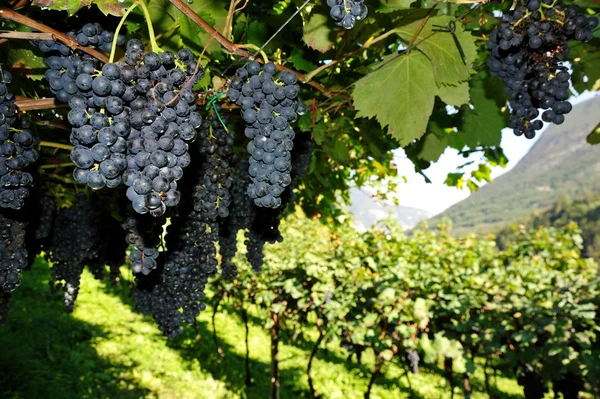 Букет свіжого синього винограду — стокове фото