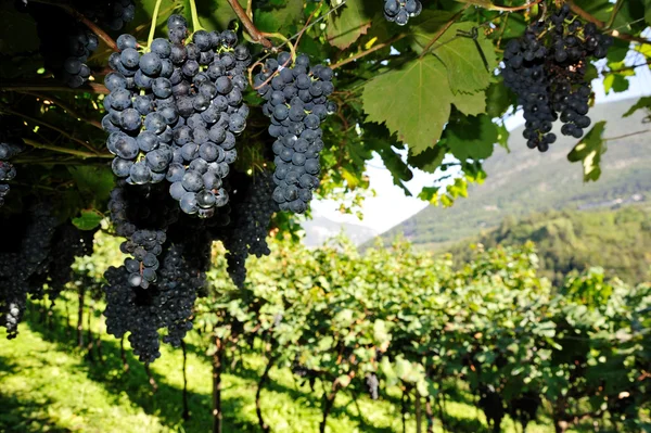 Букет свіжого синього винограду — стокове фото