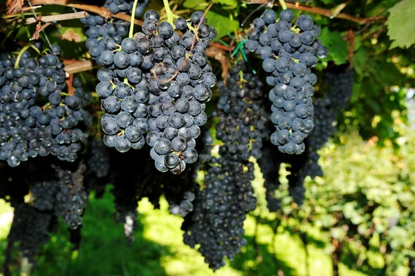Bunch of fresh blue grapes — Stock Photo, Image