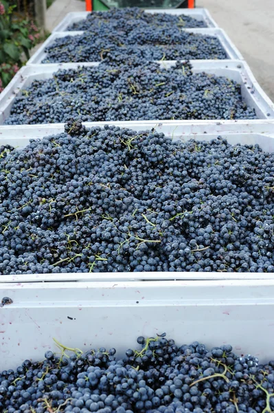 Коробки с спелым вкусным голубым виноградом — стоковое фото