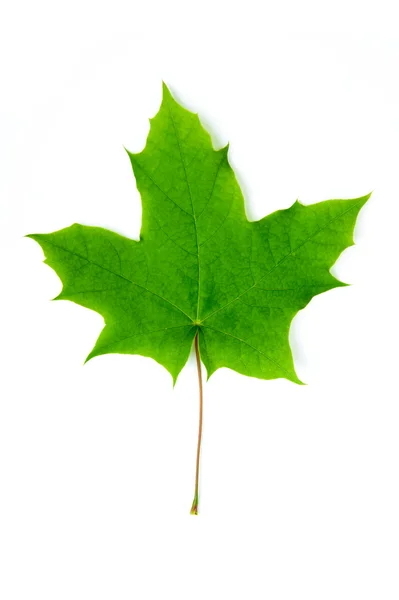 Ярко-зелёный кленовый лист — стоковое фото