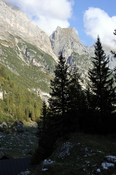 Скалистые горы и зеленый лес — стоковое фото