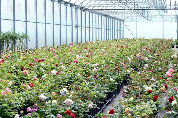 Fresh roses in a greenhouse — Stock Photo, Image
