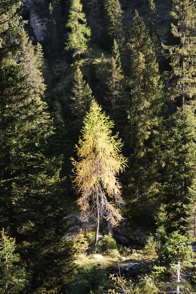 Prachtig bos in de bergen — Stockfoto