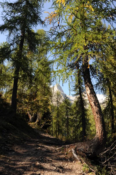 Skog — Stockfoto