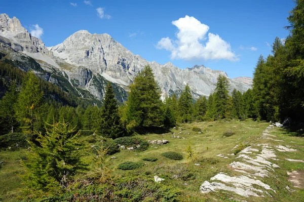 Mooie foto van bergen en groene bossen — Stockfoto