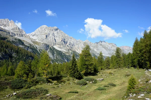 Piękny obraz gór i zielony las — Zdjęcie stockowe