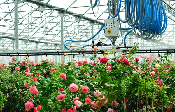 Gewächshaus mit Rosen darin — Stockfoto