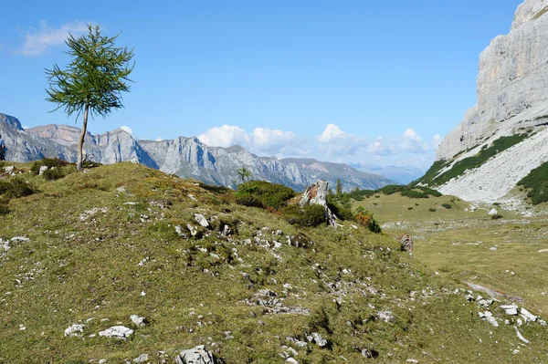 회색 산맥에 녹색 나무 — 스톡 사진