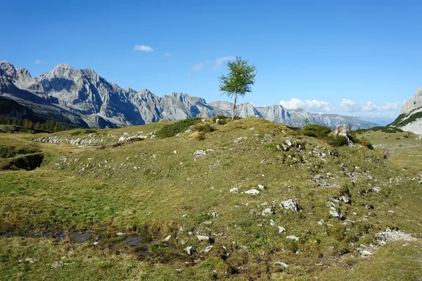 Een groene boom in de grijze bergen — Stockfoto