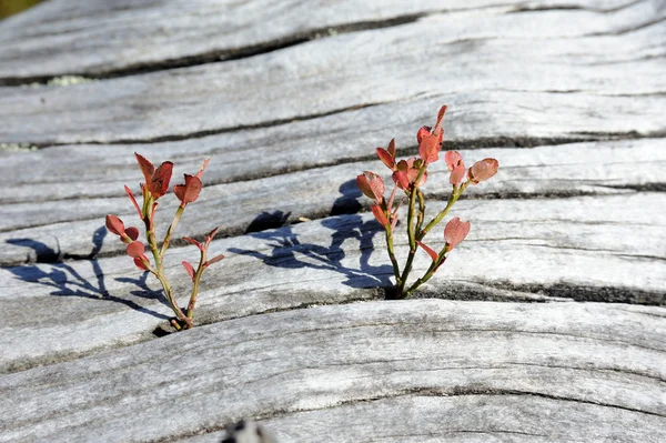Wood and tiny sprouts on it — Stock Photo, Image