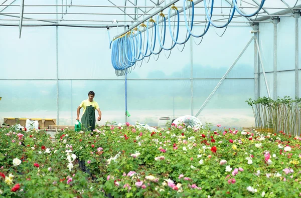 Bir serada çalışan bir bahçıvan — Stok fotoğraf