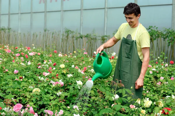 Tokyo taxien ung trädgårdsmästare i ett växthus — Stockfoto