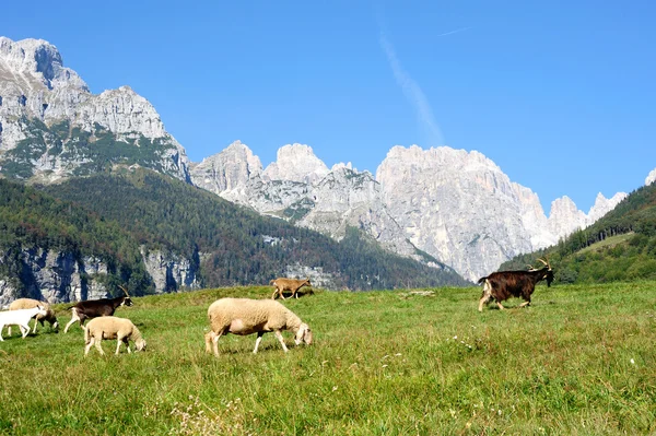 Cabras e ovelhas jovens em um pasto — Fotografia de Stock