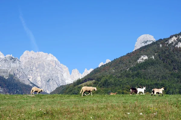 Ziegen und Schafe auf einer Weide — Stockfoto