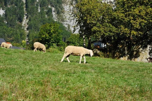 Sheep feeding on pasture — Stock Photo, Image