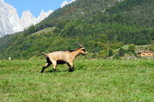 Hnědá koza na zelené pastviny — Stock fotografie