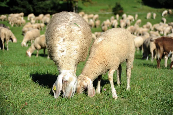 Ovce krmení na pastviny — Stock fotografie