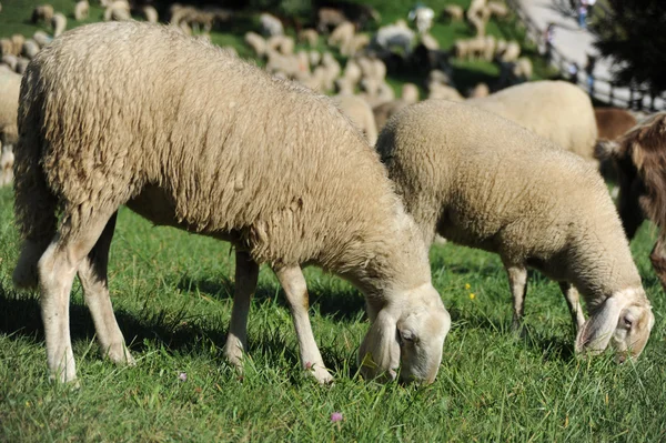 Ładne owiec — Zdjęcie stockowe
