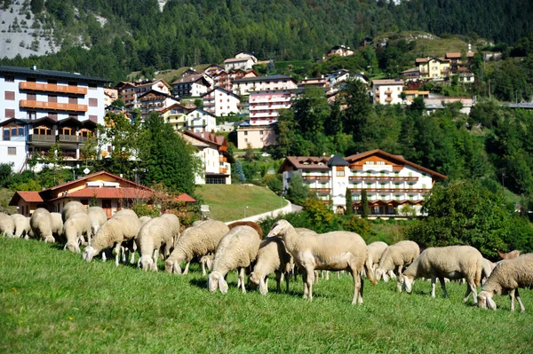 A herd of sheep in a village — Stock Photo, Image