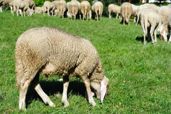 Sheep feeding on pasture — Stock Photo, Image