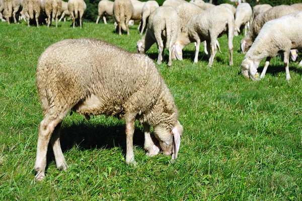 Ovce krmení na pastviny — Stock fotografie