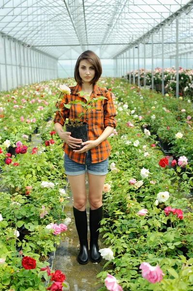 Una chica con una planta en una olla —  Fotos de Stock