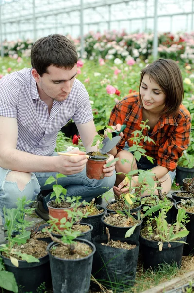 Ett ungt par som arbetar i ett växthus — Stockfoto