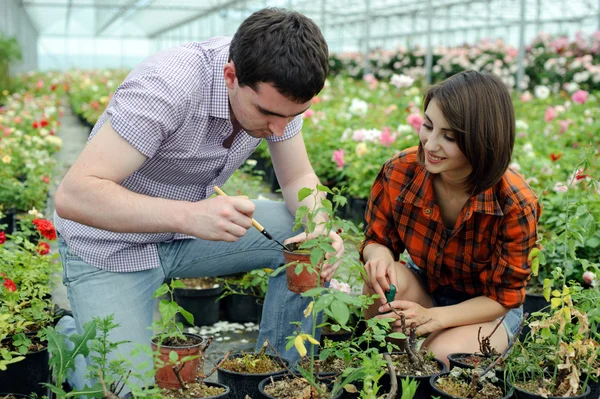 A young couple working in a greenhouse — Stock Photo, Image