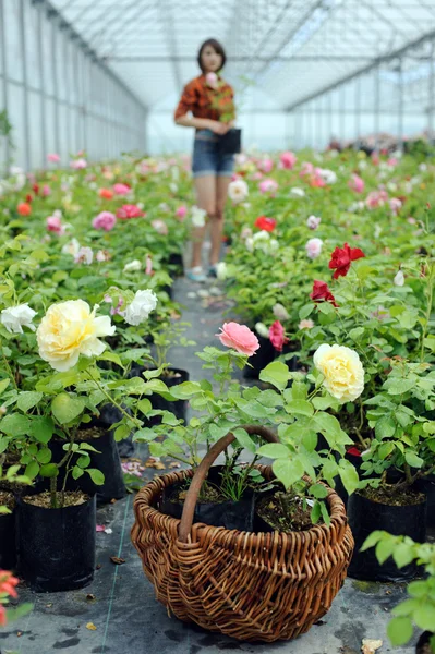 A woman working in a greenhouse — Stock Photo, Image