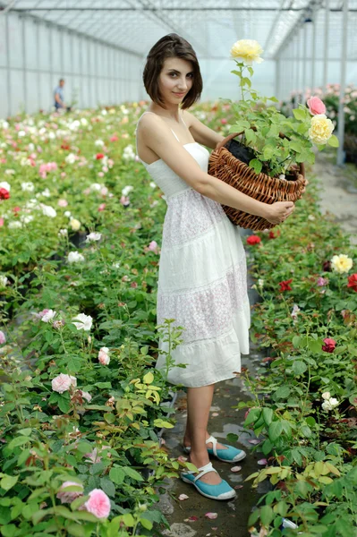 Una mujer con una cesta en un invernadero —  Fotos de Stock