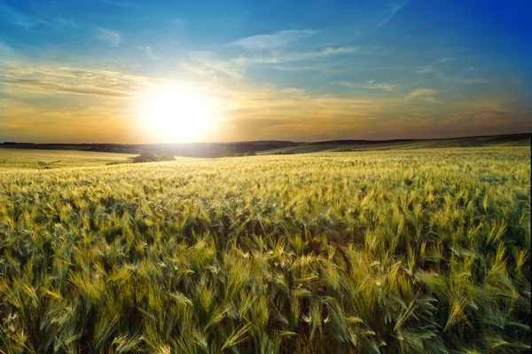 A beautiful sunset and a field — Stock Photo, Image