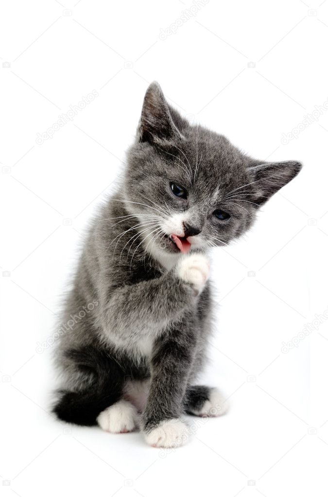 Little cat licking its paw