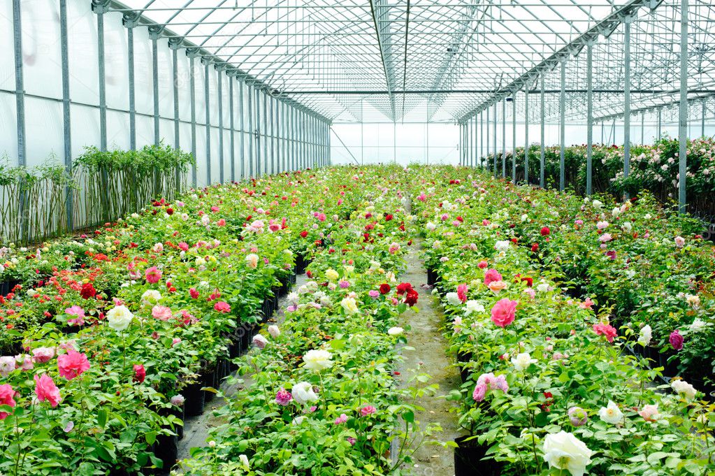 Fresh roses in a greenhouse