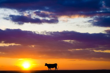 Sunset bulvarında inek