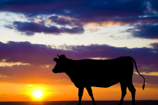 Silhouet van een koe — Stockfoto