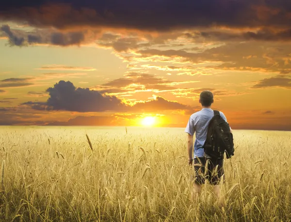 Людина в пшеничному полі — стокове фото