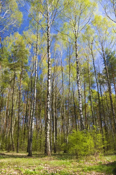 Поворотна зелена весняна деревина . — стокове фото