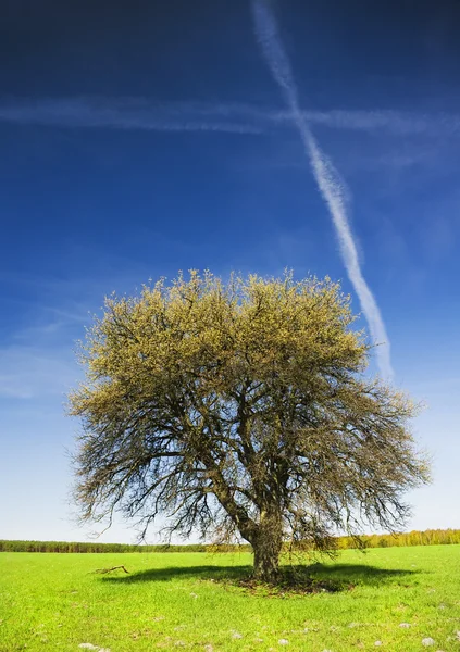 Ανθοφόρο δένδρο — Φωτογραφία Αρχείου